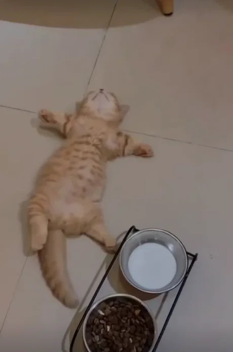 Sleepy kitten blank template