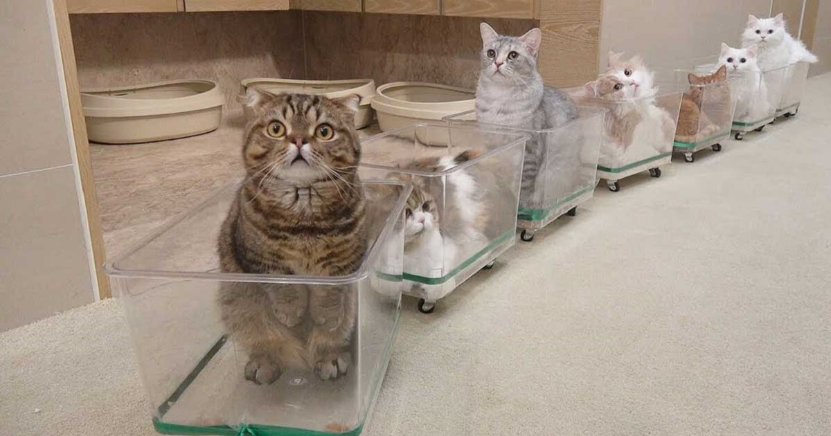 Train Of Cats Memes Imgflip Train Of Cats Memes Imgflip