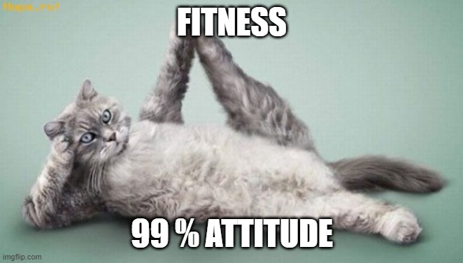 Funny Cat Fitness Memes 35 Funniest Workout Memes Posting Maximum Funny Cat Fitness Memes 35 Funniest Workout Memes Posting Maximum