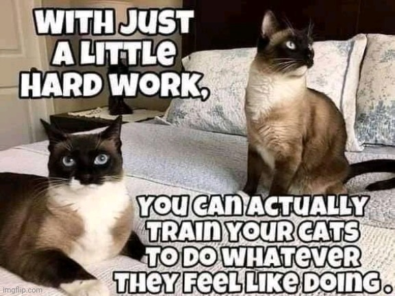 How To Train A Cat Imgflip How To Train A Cat Imgflip