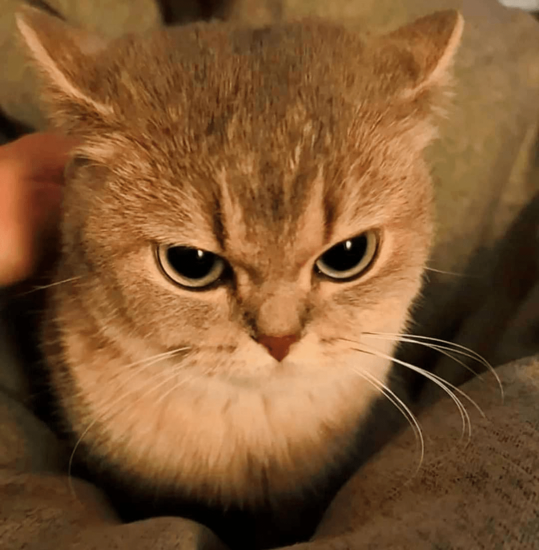 Angry cat blank template