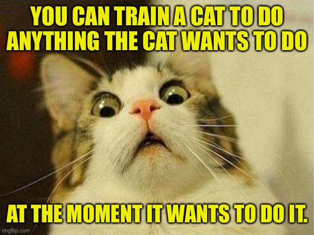 You Can Train A Cat Imgflip You Can Train A Cat Imgflip