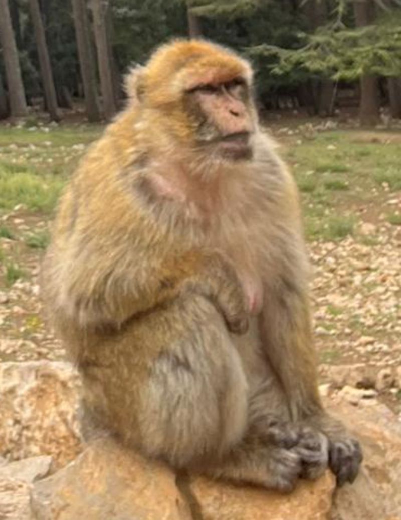 Mad Monkey Blank Template Imgflip - Gorgeous Desktop City Backgrounds | Free Download