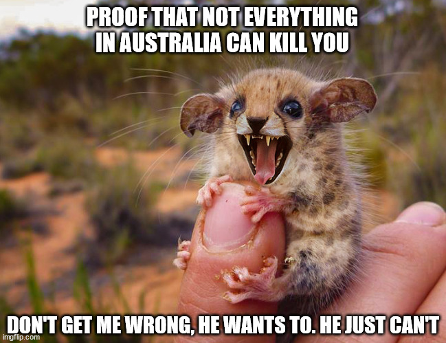 Cute animals memes & gifs