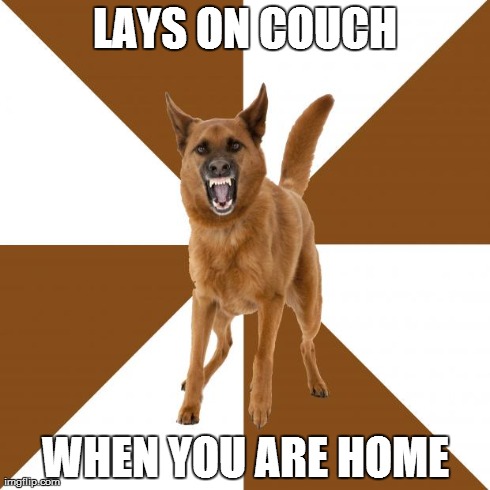 Domesticated Insanity Wolf does insanely domesticated things.