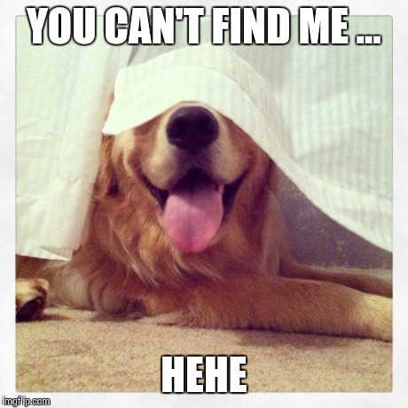 You're a really bad hider , dog