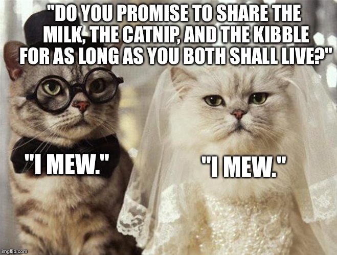 We have all seen the effort that die hard romantics will put into the perfect proposal. I Don't Usually Make Cat Memes (Over used), But Here... - Imgflip