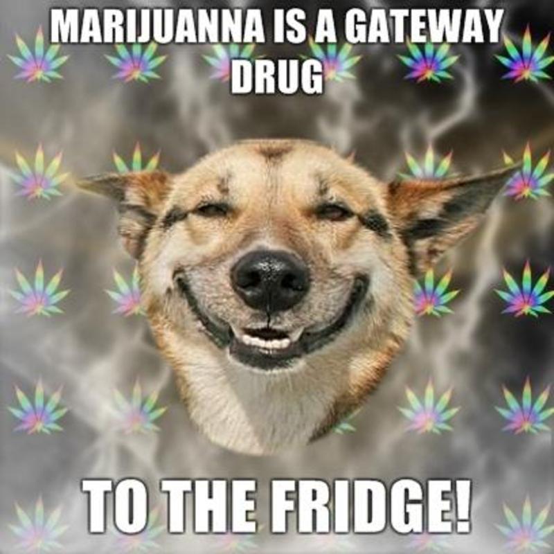 Stoner Dog