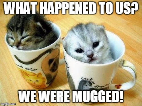 Images and videos of cats are widespread on the internet, including tumblr , deviantart , reddit and many other places on the internet. Cute Kitten Memes Gifs Imgflip