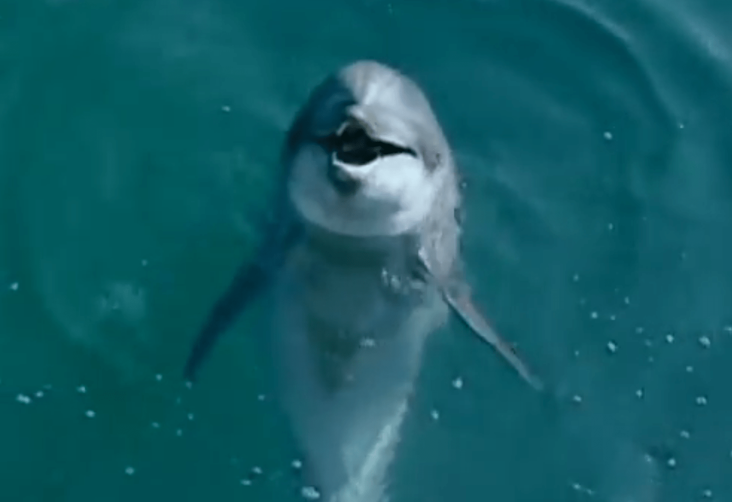 Dolphin Punch Youtube - Download High Quality Nature Image | Retina