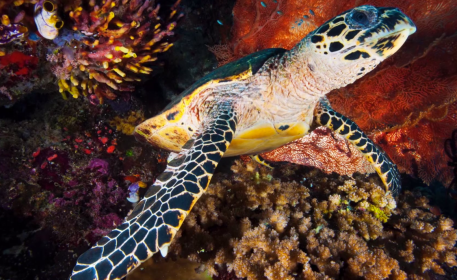 David Doubilet s Instagram for National Geo Business Insider