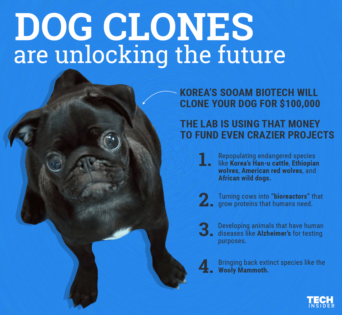 Can You Clone A Dog In America