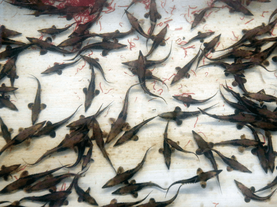 There are four species of gar in kentucky: Alligator Gar Fish Are Asian Carp S Worst Nightmares