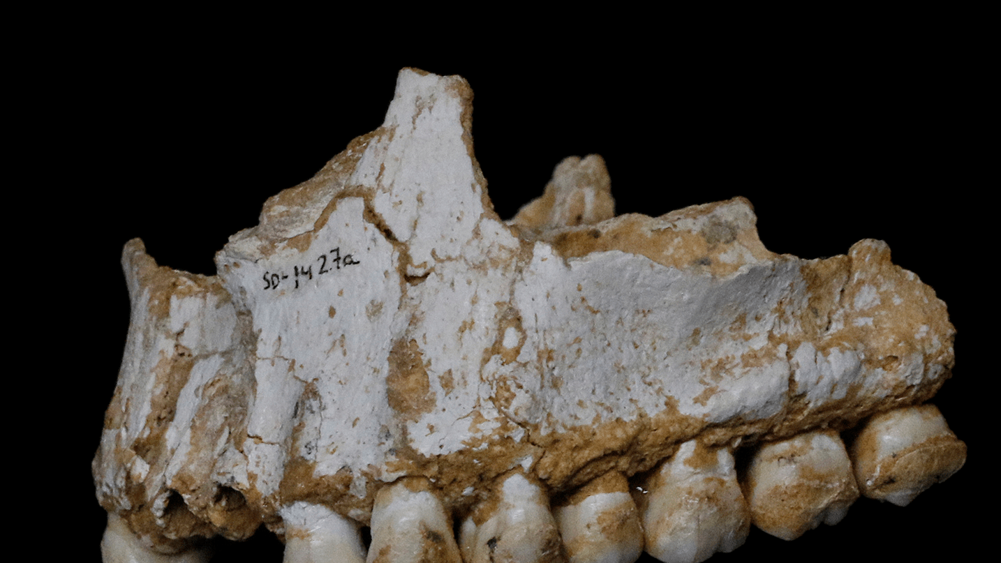 700 000 Years Old Skull Discovered In Greek Cave Completely Shatters - Minimal Designs - Creative Ultra HD Collection