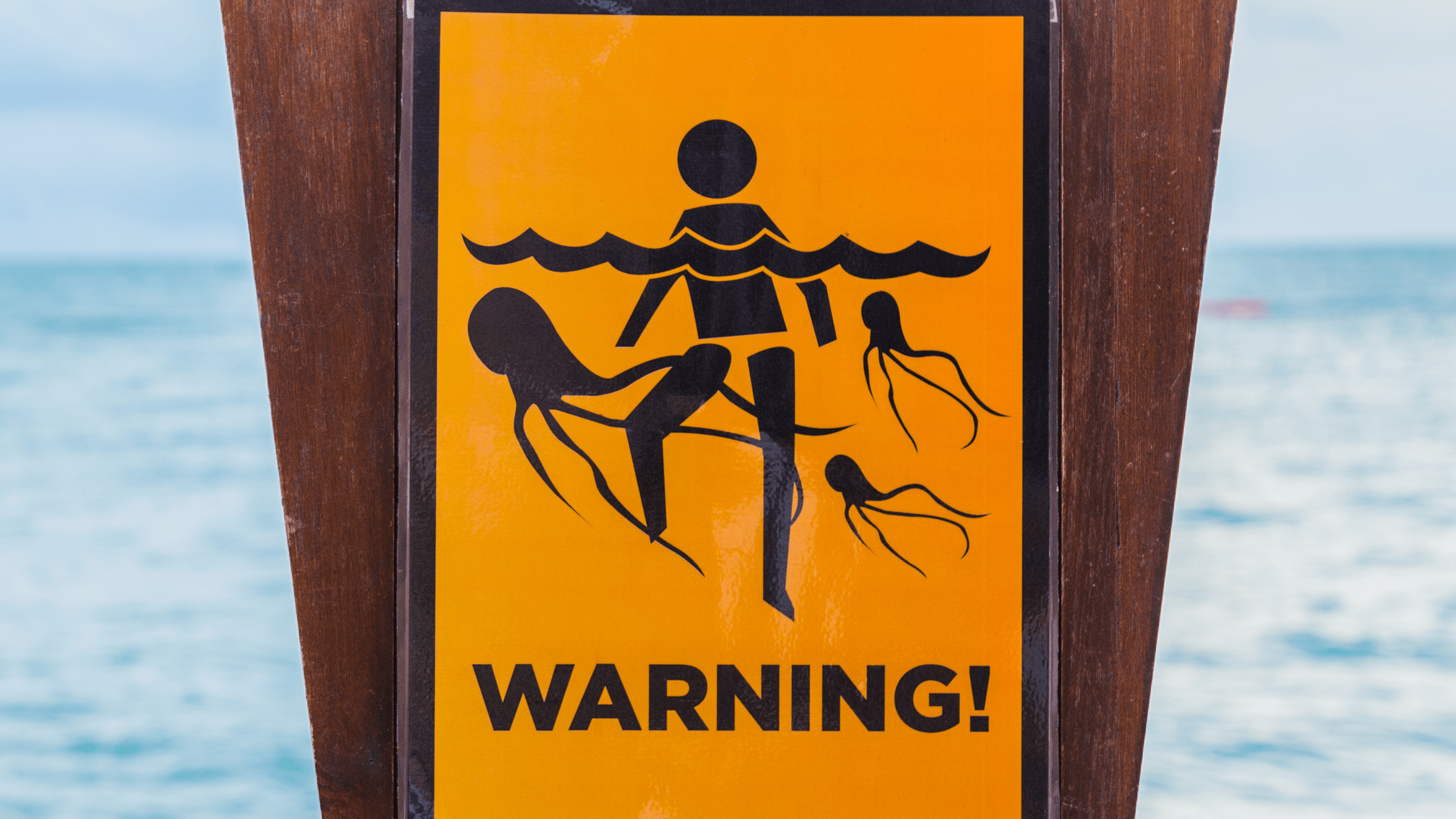 Human Sized Jellyfish Caught On Camera In The English Channel