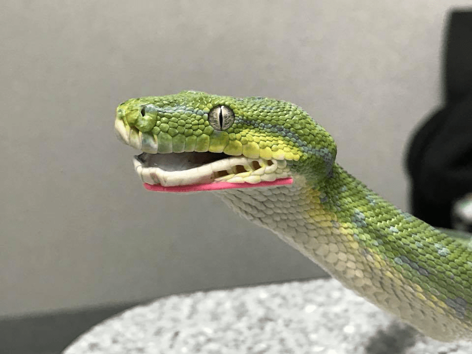 On Green Tree Pythons Vladimir Odinchenko Interview Viridispython