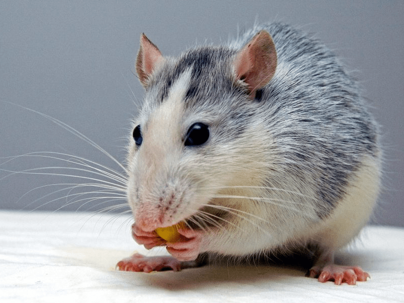 Here are some common places mice like to hide in a house, as well as tips for helping keep them away. Things That Attract Mice