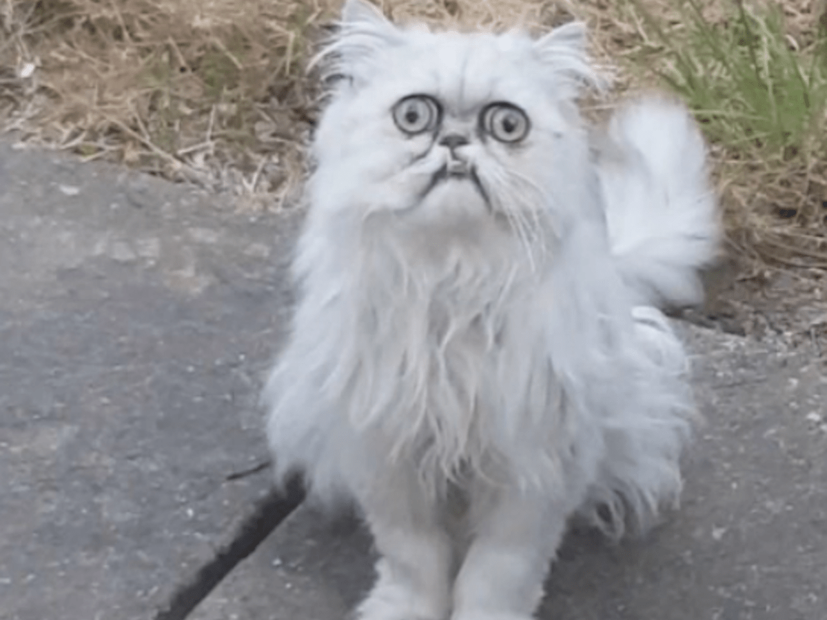 New Cat Fox Species May Be Prowling A French Island Cnn Video