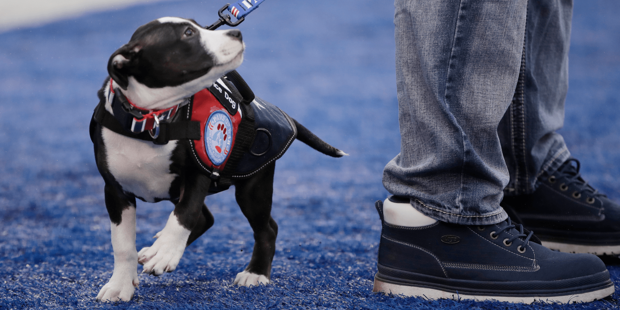walmart cracks down on shoppers bringing pets to stores on is walmart pet friendly canada