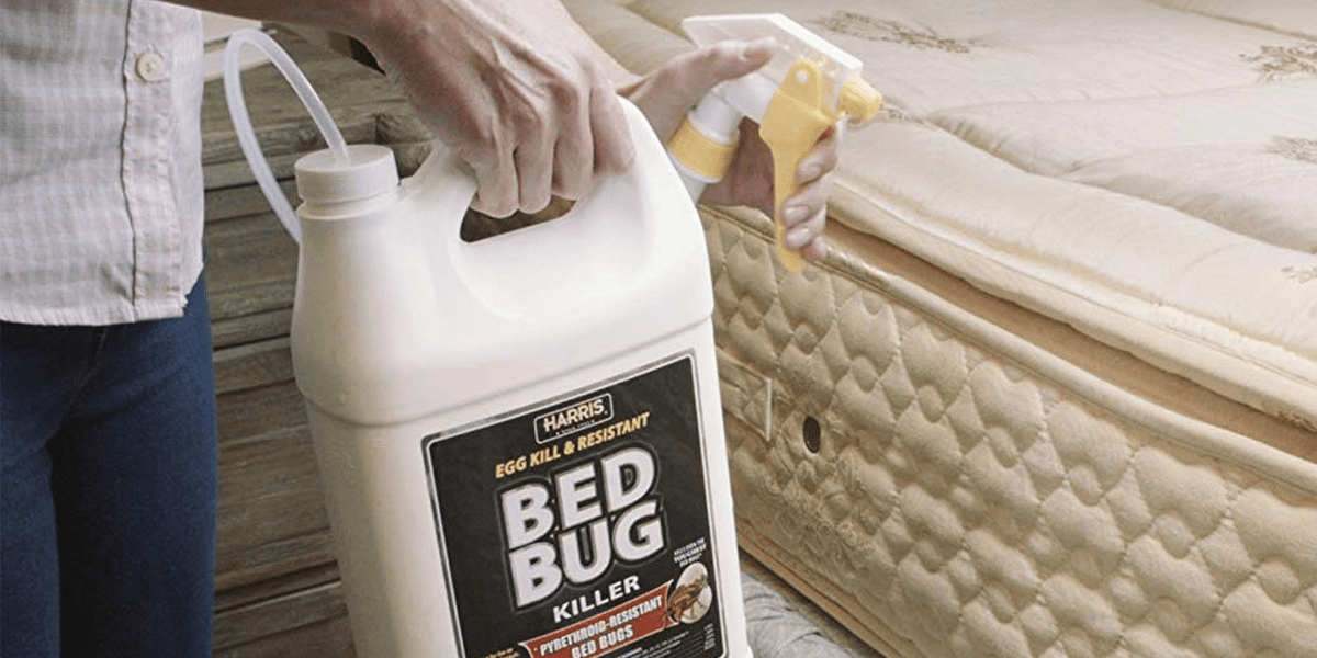 31+ Fresh Bed Bugs Walmart / 6 Home Remedies to Get Rid of Bed Bugs Incl. Recipes - Despite their name, they can live practically anywhere, like on b.