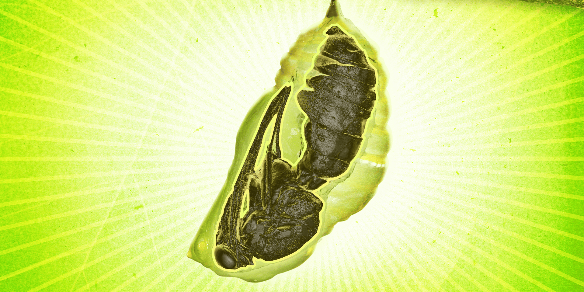 Home is our happy place, now more than ever. What's inside a caterpillar cocoon and butterfly chrysalis - Business Insider