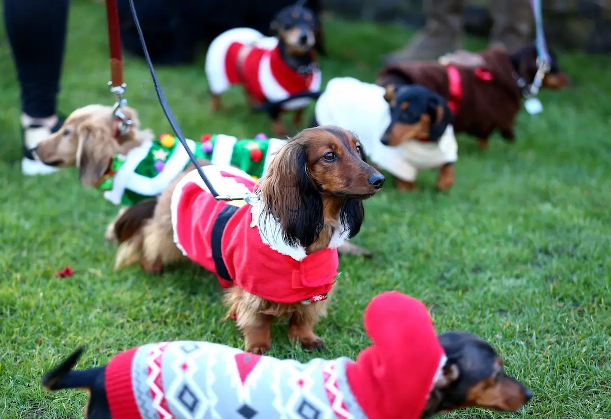 Photos Annual Christmas Sausage Dog Walk In London S Hyde Park Business Insider