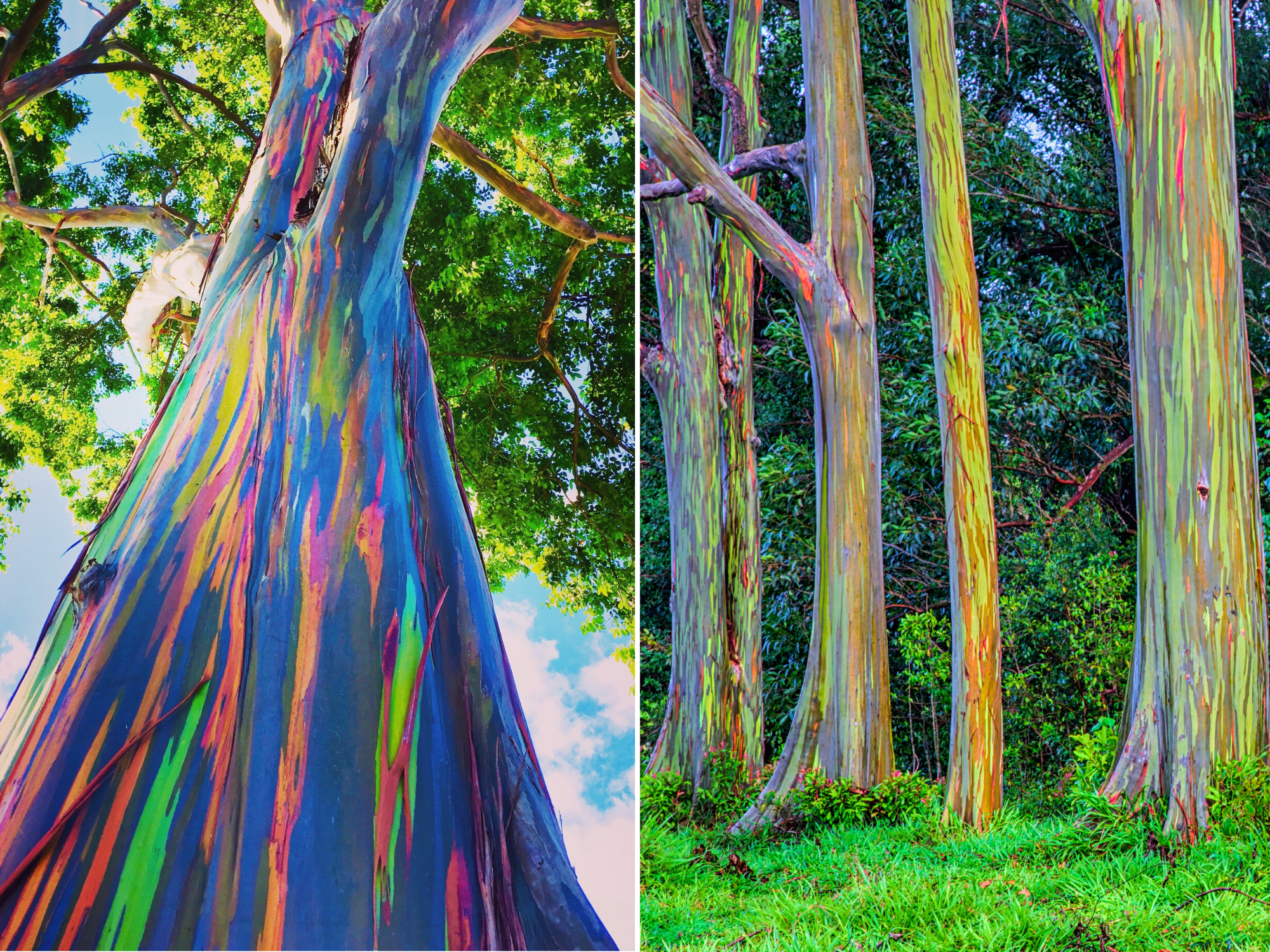These Trees Turn Into Rainbows As They Lose Their Bark Insider