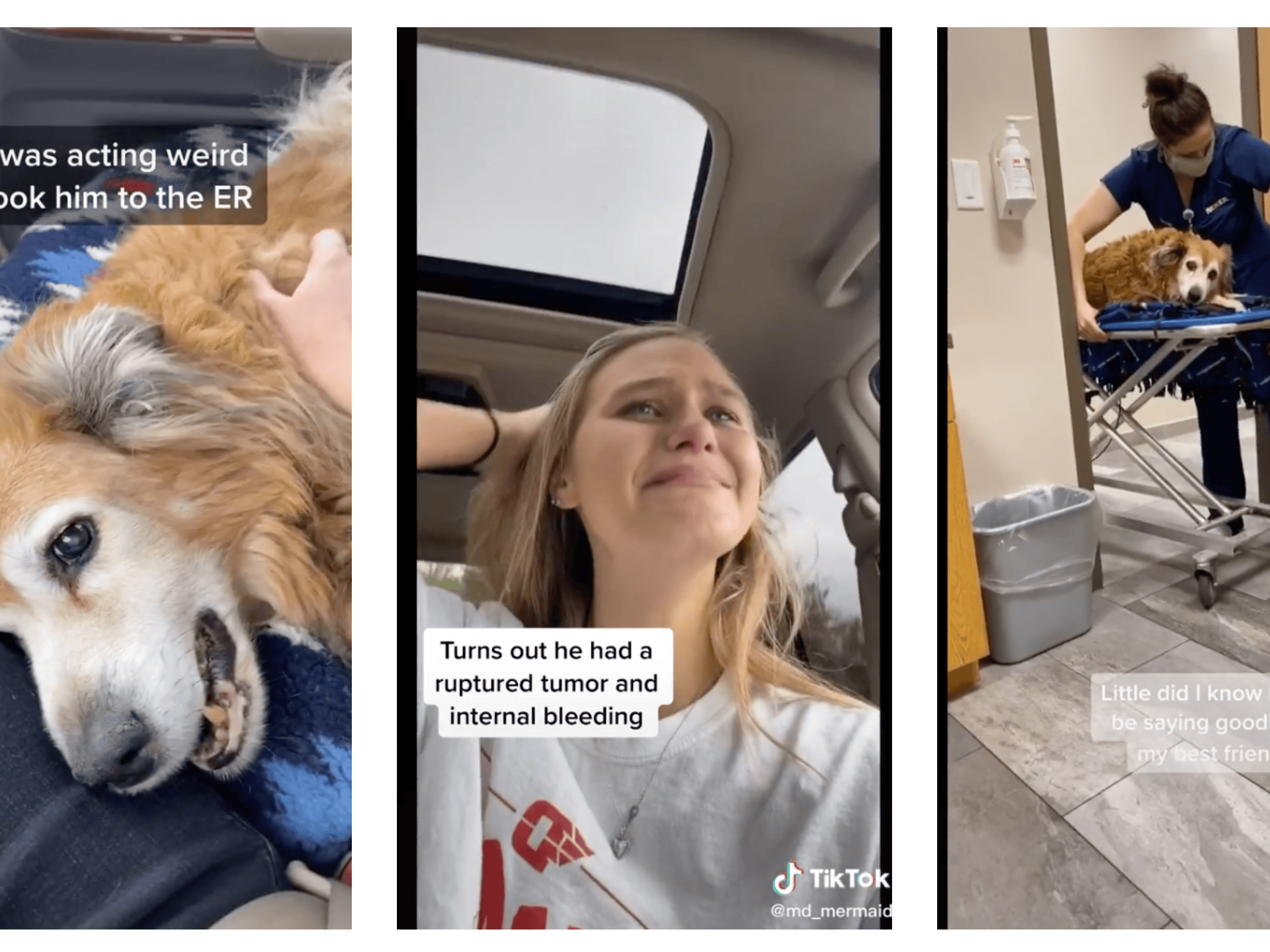 A standard male dog is commonly known as a dog. in technical terms, this implies that the dog hasn't fathered any young, nor has it been used for breeding. Controversial Tiktok Video Shows The Moment A Dog Died