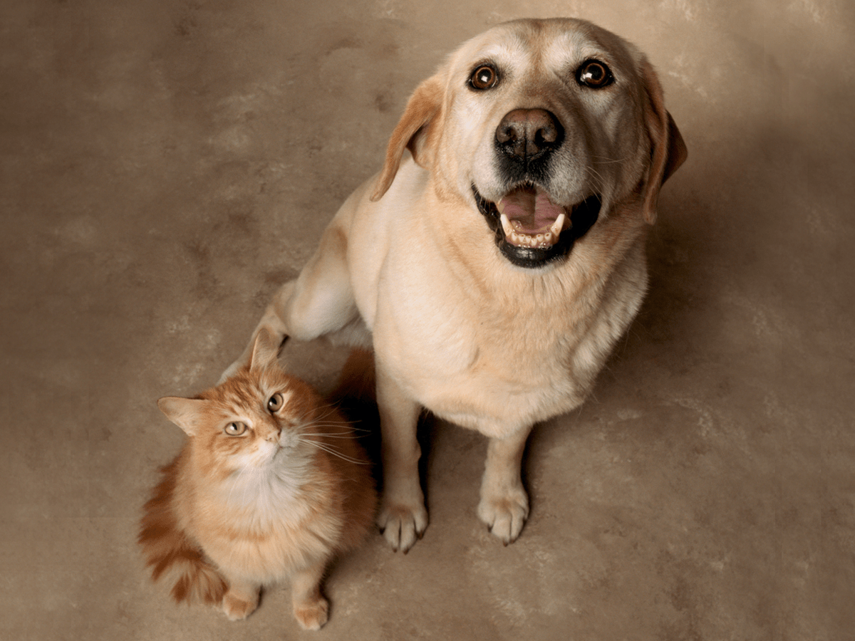 How To Introduce A Dog To A Cat Insider