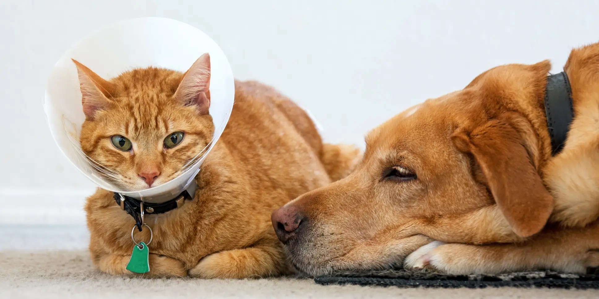 the best pet insurance companies in 2021 on pet insurance oregon cat