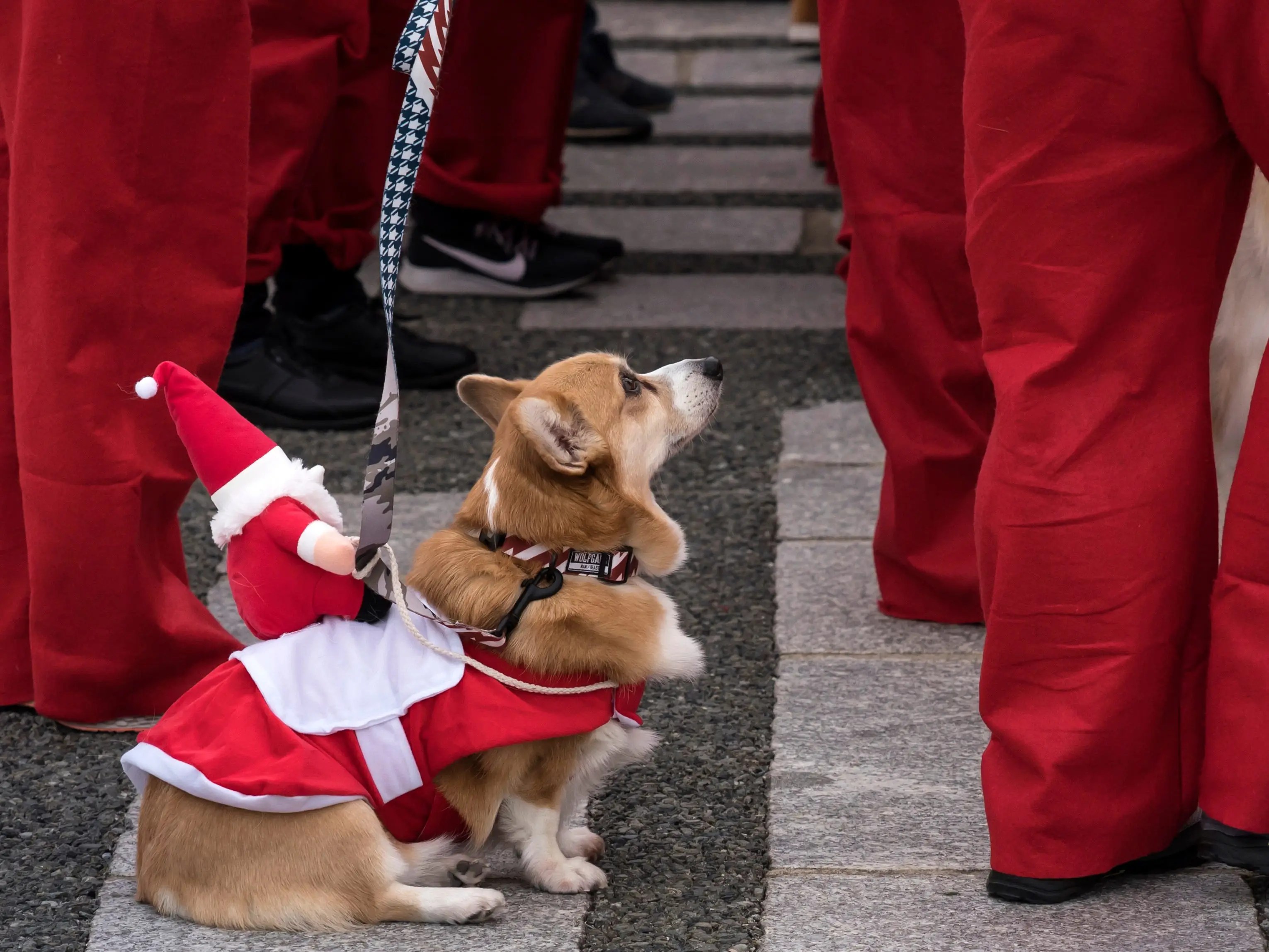 walmart chewy and petsmart preparing for holiday pet sales surge on walmart pet rx promo code 2020