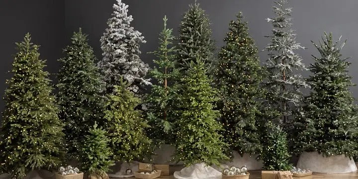 How To Care For A Potted Christmas Tree Tips For Living Christmas Trees