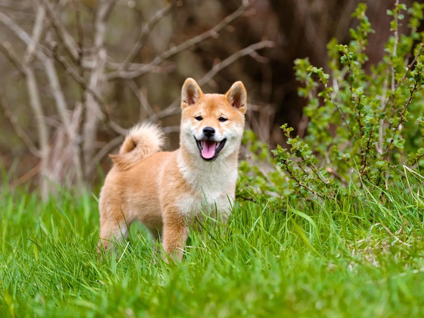 06/10/2021 · shiba inu coin's price jumped on wednesday, taking its weekly gain to more than 240%. Shiba inu coin's latest price predictions and expert