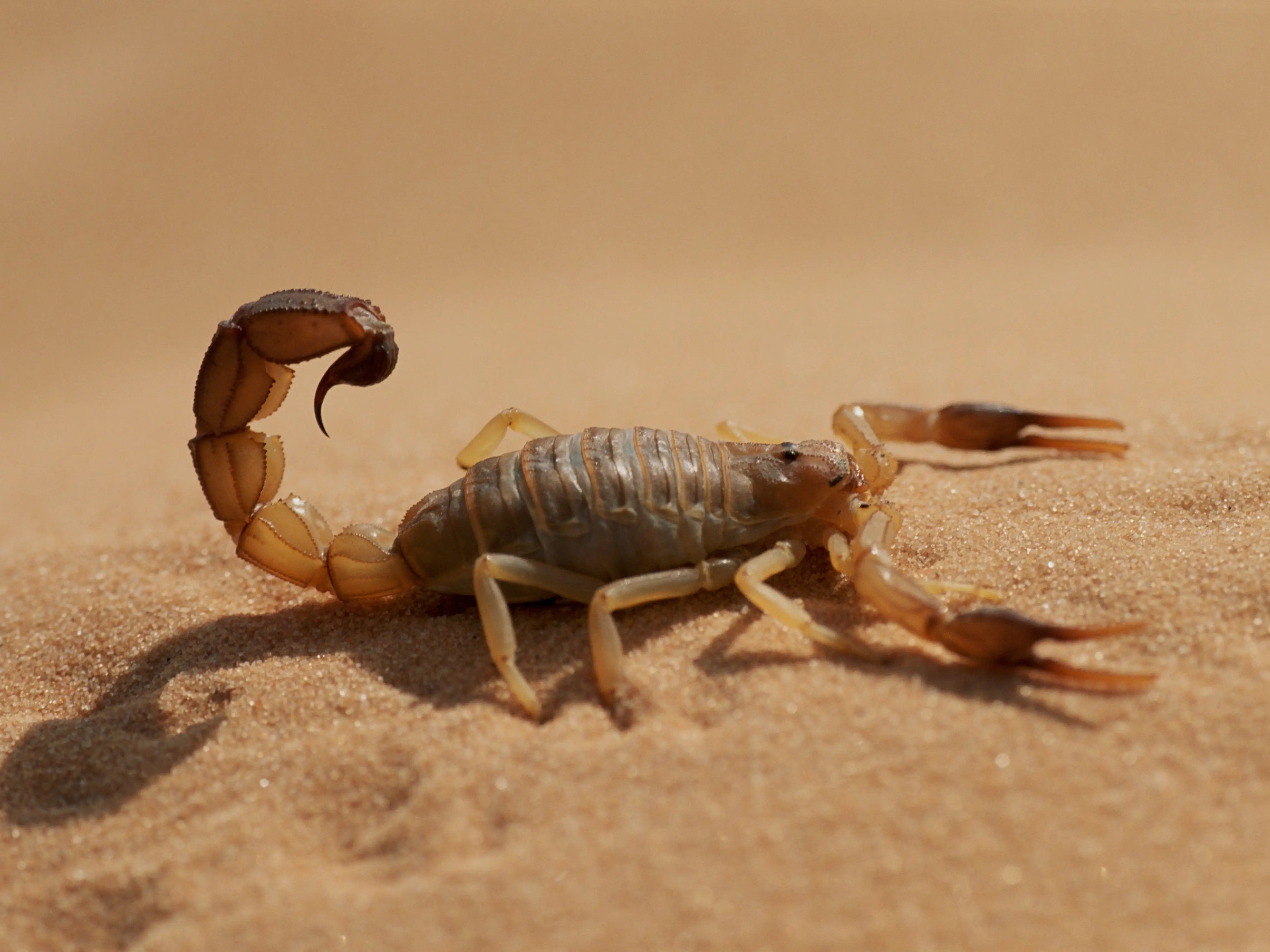 Vor 1 tag · a scorpion is pictured at the scorpion kingdom laboratory and farm in egypt's western desert, near the city of dakhla in the new valley, some 700 … Qdy2u9klumd9cm
