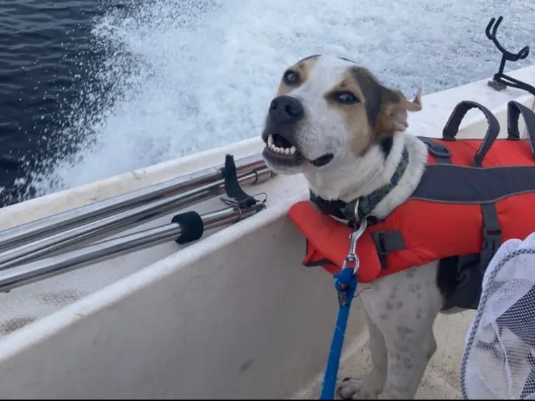 We’ve rounded up some additional advice as you research your upcoming boat purchase. I Splurged On An 8 500 Boat And I Couldn T Be Happier