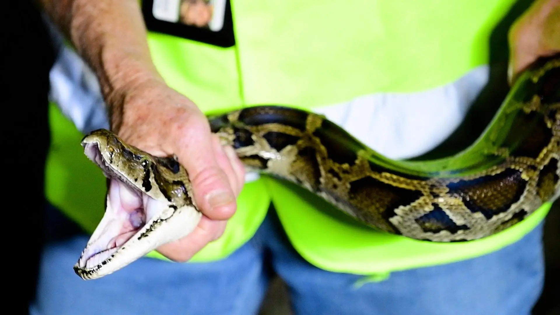 Florida Hunters Bag Massive Python - Classic High Resolution Ocean Pictures | Free Download