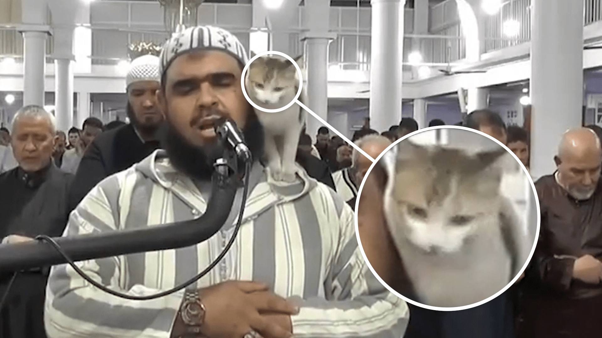 Cat Jumps On Imam During Live Prayer Broadcast 89 7 Bay - High Resolution City Photos for Desktop