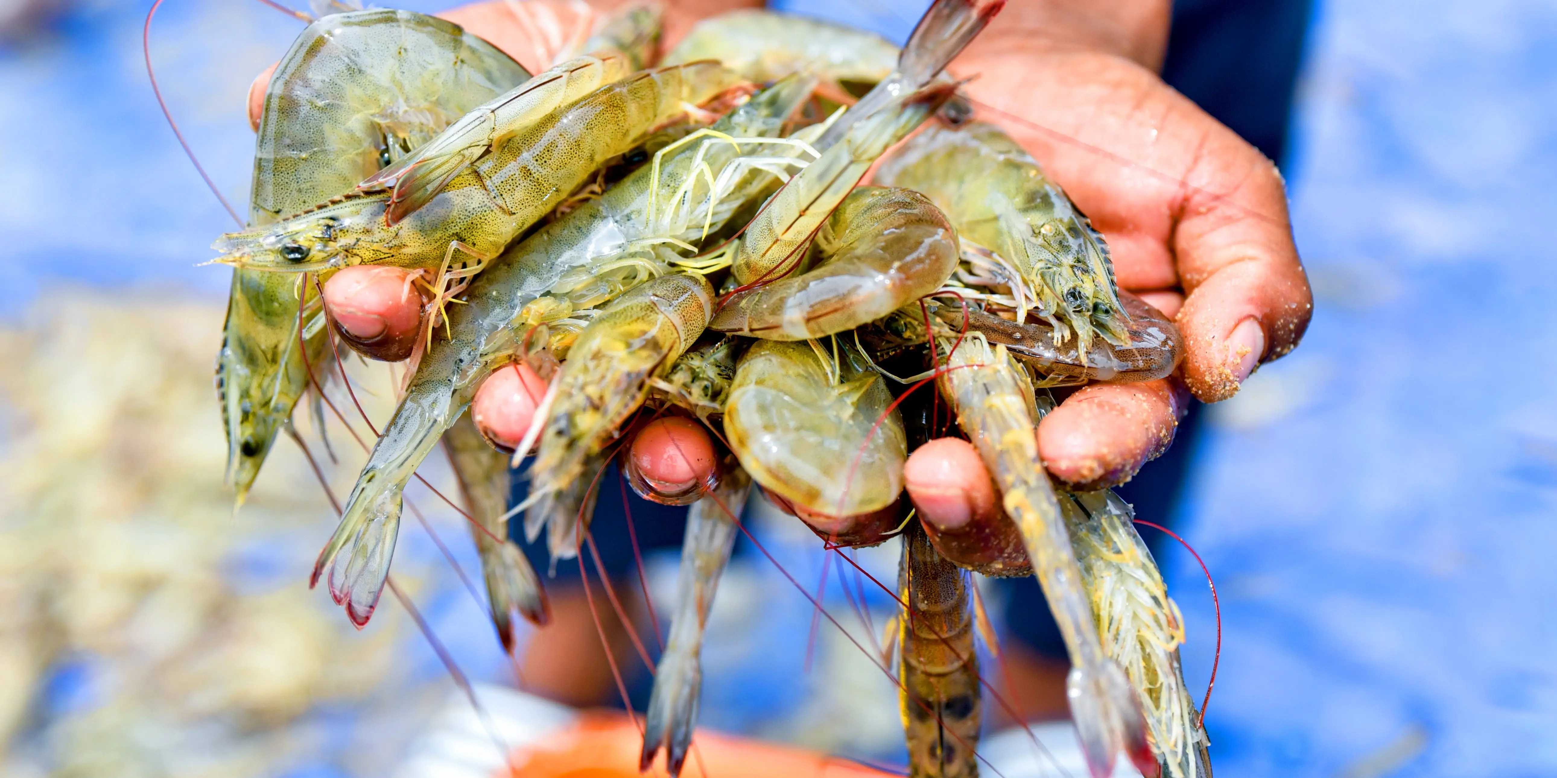 How India Took Over America’s Shrimp Supply