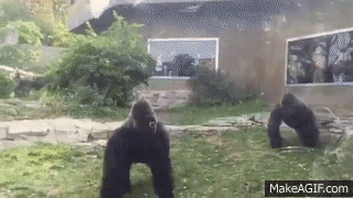 Omaha Zoo Gorilla Fight Where S The Zookeepers On Make A Gif