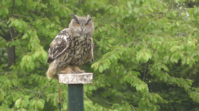 European Eagle Owl On Make A Gif