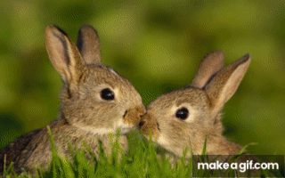 Parejitas De Animales Tiernos On Make A Gif