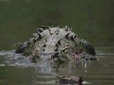 American crocodiles (crocodylus acutus) on make a gif