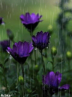If the father of a child is colourblind (xcy) and mother is carrier of colourblindness (xxc), then probability of the child being colourblind is 50%. Purple Flowers :: Animated Pictures :: MyNiceProfile.com