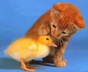 gif criar