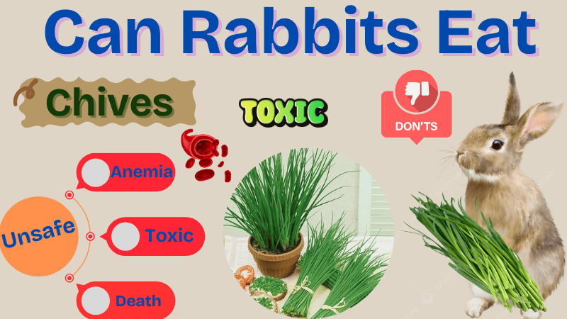Can Rabbits Eat Chives