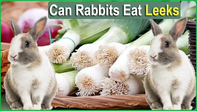 http://rabbitsadvisor.com/