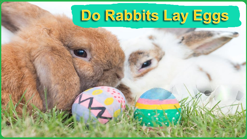 Do Rabbits Lay Eggs