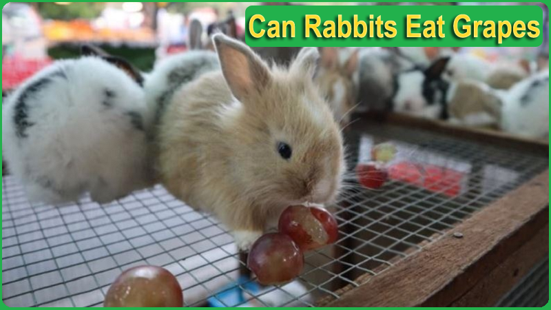 Can Rabbits Eat Grapes