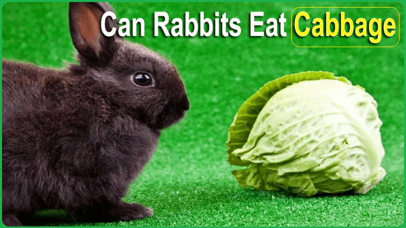 Can Rabbits Eat Cabbage (Read, Purple, & Napa)? Feeding Guide
