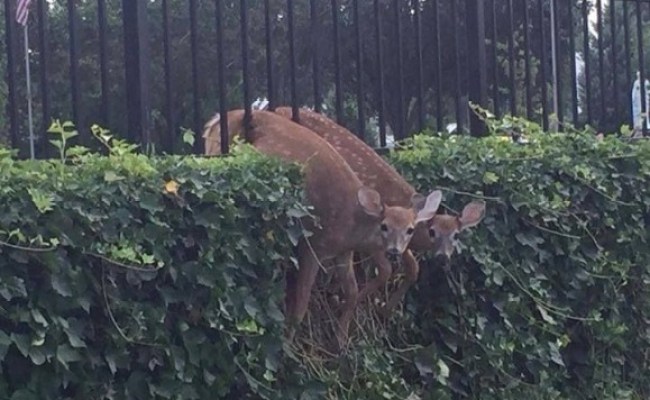 Mentoring In A Nutshell · ProgrammerHumor.io